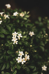 Flowers: Jasminum sambac usually concentrated at the ends of branches, usually each cluster has 2-3 flowers. Jasminum sambac is white in color