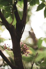 carambola is eaten to stop bleeding and Averrhoa carambola reduce hemorrhoids, the juice of Averrhoa carambola is used as a fever reducer.Averrhoa carambola Crushed and boiled