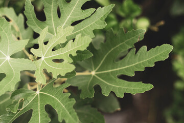 deep lobes, the leaf blade is 10–20 cm long and wide. The leaf vein system has 2-4 pairs of primary veins and 5-7 pairs of secondary veins from eac