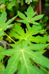 red buds fall soon. Single leaves grow alternately. Leaf stalks are stiff, 2–5 cm long. The leaves are tough, hairy, dark green on top, light