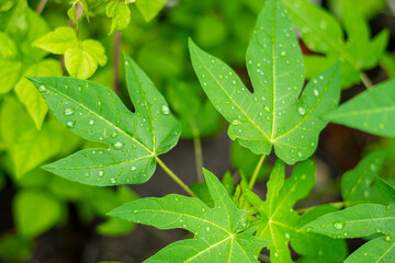 red buds fall soon. Single leaves grow alternately. Leaf stalks are stiff, 2–5 cm long. The leaves are tough, hairy, dark green on top, light
