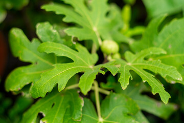 red buds fall soon. Single leaves grow alternately. Leaf stalks are stiff, 2–5 cm long. The leaves are tough, hairy, dark green on top, light