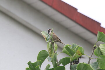 A bird is sitting on the tree
