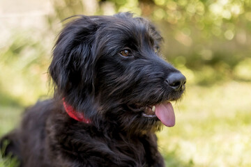 Black dog puppy close-up outdoor portrait