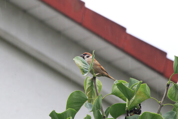 A bird is sitting on the tree