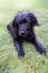 Black dog puppy lying down on grass