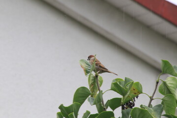 A bird is sitting on the tree