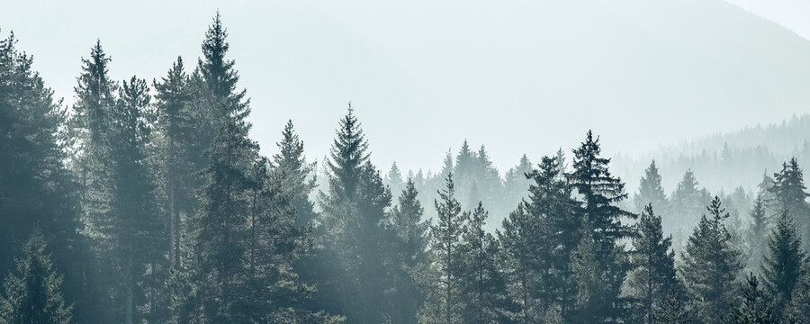 Pine trees black stylized silhouette photo