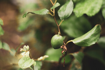 Fototapeta premium irritability and insomnia. Malus domesticus can also cure stomach pain and chronic gastritis. Malus domesticus To do that, you need to peel the Malus domesticus, then puree Malus domesticus and eat th