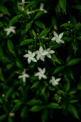 selective focus image,Wrightia religiosa on a blurred background,