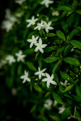 selective focus image,Wrightia religiosa on a blurred background,