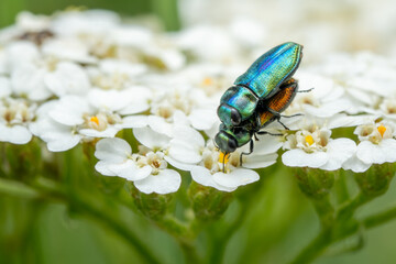 jewel beetle - Anthaxia fulgurans, beautiful green metallic beetle from European meadows and grasslands, Mikulov, Czech Republic.