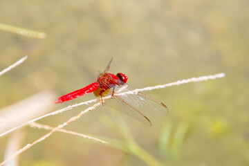 Ecological concept background. Red dragonfly resting on a straw, place for text