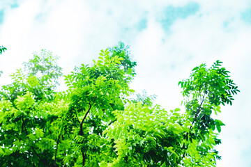The diameter of the trunk and canopy of Samanea is very large, sometimes the canopy of Samanea is...