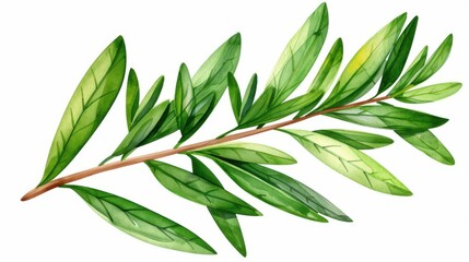 Obraz premium Detailed watercolor illustration of a vibrant green rosemary bush.