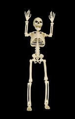 Skeleton isolated on black background