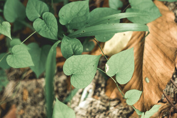  growth, freshness, natural and positive life energy. Leaves are the typical color of mountains and forests. Most green plants have a natural green pigment called chlorophyll, which is the formation o