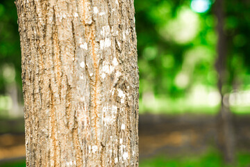 geographical landscape. Forests are part of the geographical landscape, which includes a whole of trees, shrubs, grasses, animals and microorganisms. In the process of their development,