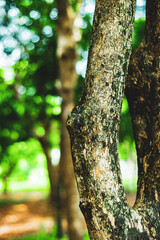 geographical landscape. Forests are part of the geographical landscape, which includes a whole of trees, shrubs, grasses, animals and microorganisms. In the process of their development,