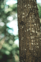 geographical landscape. Forests are part of the geographical landscape, which includes a whole of trees, shrubs, grasses, animals and microorganisms. In the process of their development,