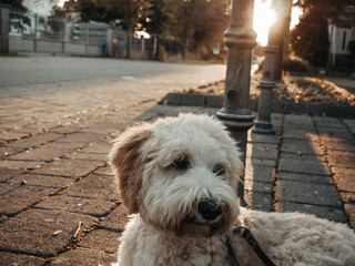 Hund im Sonnenuntergang