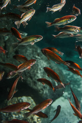 Fototapeta premium fish in the aquarium