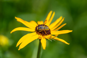 yellow flower and bee