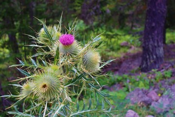 Thistle flowers at the forest in Aladaglar, Bolu, Turkey. Silybum marianum herbal remedy, Saint Mary's Thistle, Marian Scotch thistle, Mary Thistle, Cardus marianus bloom.