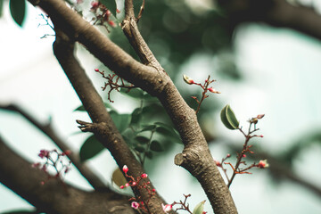 Ripe star fruit with shiny yellow color and leaves, Averrhoa carambola About 4 cm long,Averrhoa carambola purple-pink flowers,