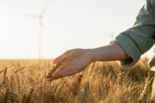 Farmer touching wheat crop at field on sunny day