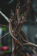 dry leaves don't understand, but every time I see dry leaves being burned or lying around under the tree and even when dry leaves are still alive on the branches, my soul is filled with beautiful memo