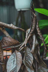 dry leaves don't understand, but every time I see dry leaves being burned or lying around under the tree and even when dry leaves are still alive on the branches, my soul is filled with beautiful memo