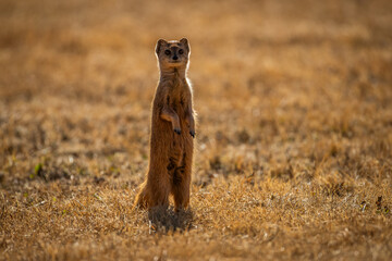Yellow mongoose standing upright on hind legs