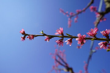 Blossom Flower on Tree Branch