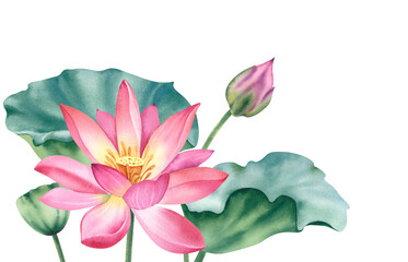 Watercolor pink lotuses on a white background. Water lilies are hand painted. A composition with a lotus. A template for the design of postcards, invitations, and fabrics.