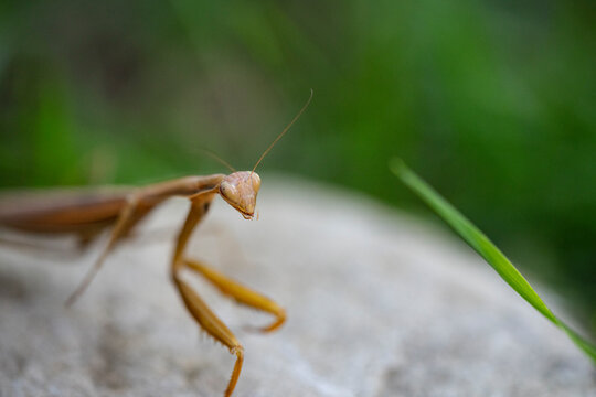 Praying Mantis on rock in forest