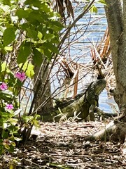 Obraz premium Reptile by the water