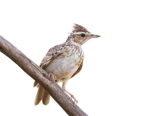 Woodlark, Lullula arborea. Bird sitting on a branch, white background, isolated