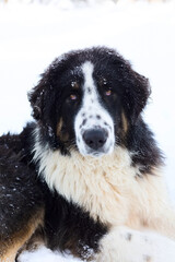 Bulgarian Shepherd, Karakachan Dog Portrait