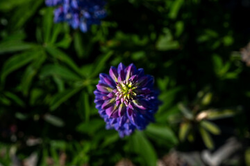 A detailed close-up shot of densely packed lupine flowers in vibrant shades of purple, pink, and white, capturing the intricate beauty of the blooms.