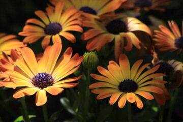Gelbe Blumen im Garten