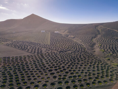 Spain, Canary Islands, Aerial view of volcanic vineyard on Lanzarote island