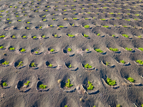 Spain, Canary Islands, Aerial view of volcanic vineyard onLanzaroteisland