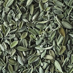 Salvia texture background, salvia divinorum pattern, sage leaves banner, aromatic herbs and greens mockup