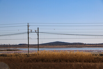 power lines in the field