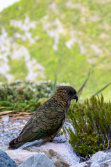A kea parrot with intricate green and brown feathers perches on a rock, with a blurred background of green foliage. The bird's sharp beak and textured feathers are clearly visible.