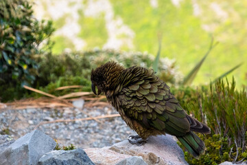 Three kea parrots interact on a large rock formation, with one in flight and two perched. The rocky terrain and blurred mountain backdrop create a rugged alpine setting.