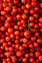 Rowanberry berries texture background, Sorbus aucuparia fruits pattern, many rowan berries banner