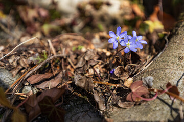 Leberblümchen am Waldboden