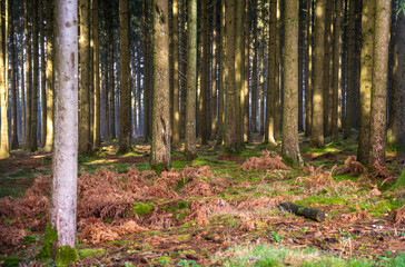 The Real Easy Company Foxholes Bois Jaques, Bastogne, Belgium